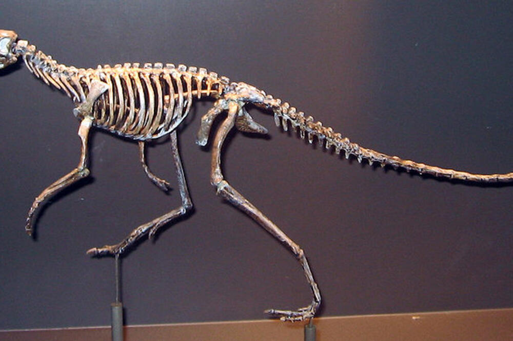 dinosaurus, Foto: Wikipedia