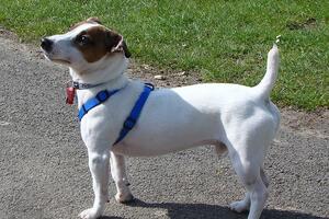 Britanka vratila psa azilu jer se njegova boja nije slagala sa...