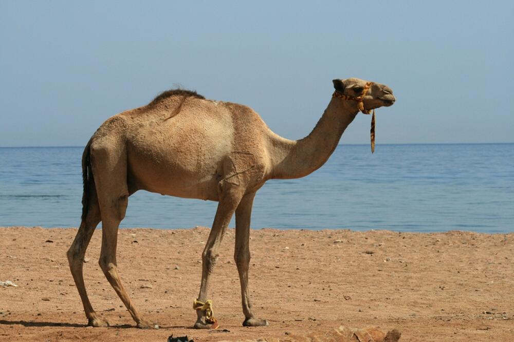 kamila, Foto: Shutterstock.com