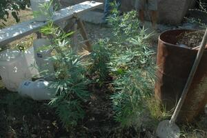 Nikšićani "pali" sa pola kila marihuane