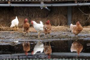 Stvorene GM kokoške otporne na ptičiji grip