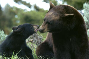 Meče vraćeno  u pećinu