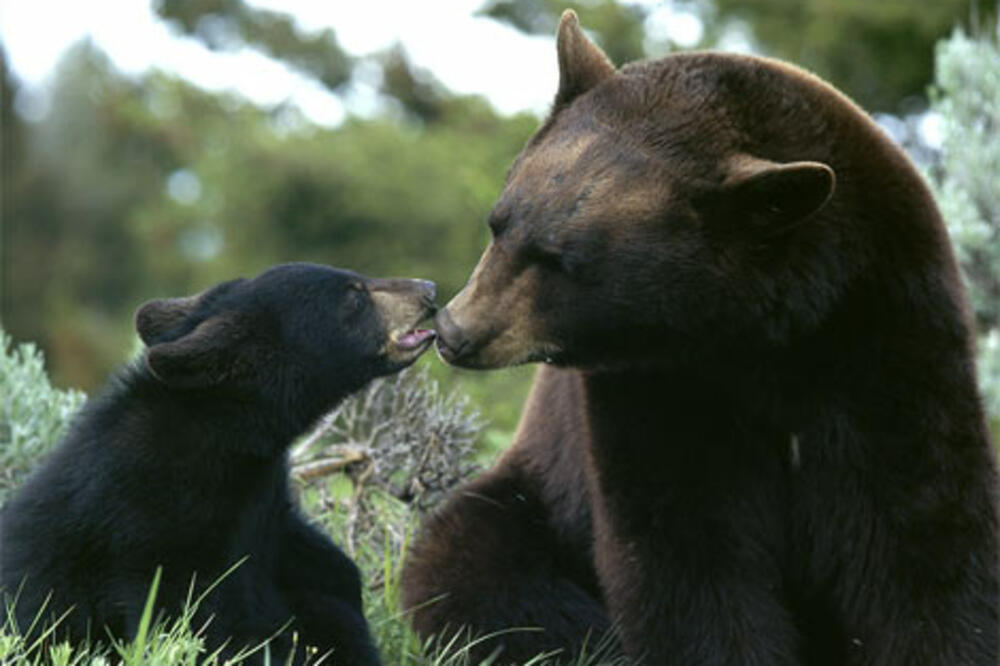 Medved, Mojkovac, Foto: Vijesti online
