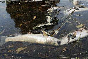 Pomor ribe na obalama Sitnice u Farmacima