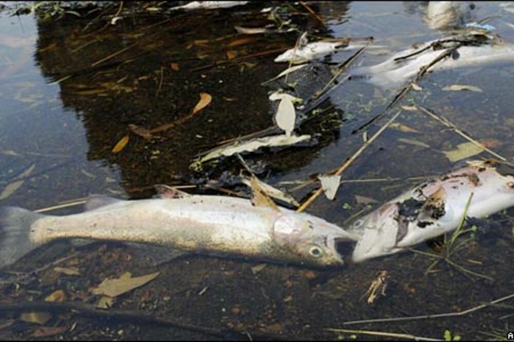 mrtva riba, Foto: Ilustracija