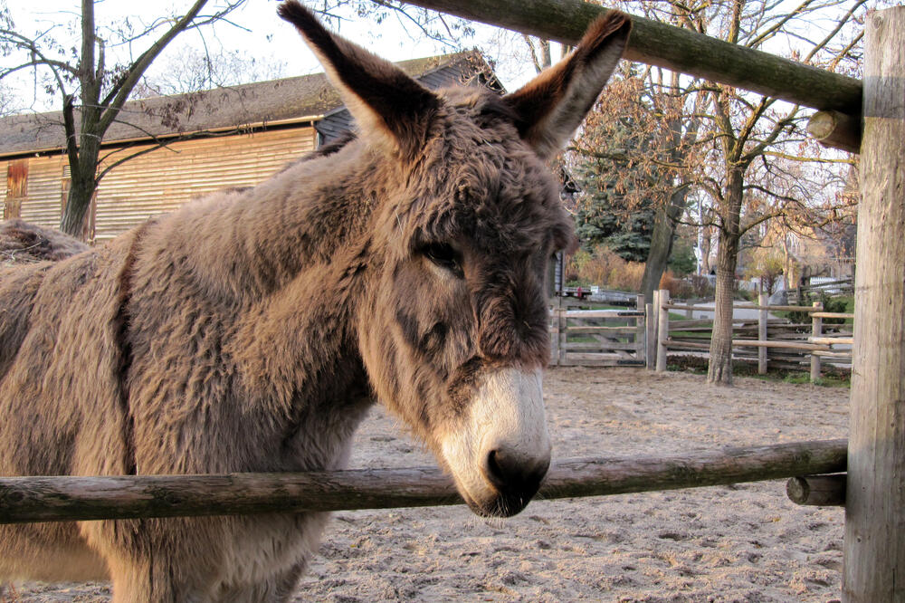 magarac, Foto: Shutterstock.com