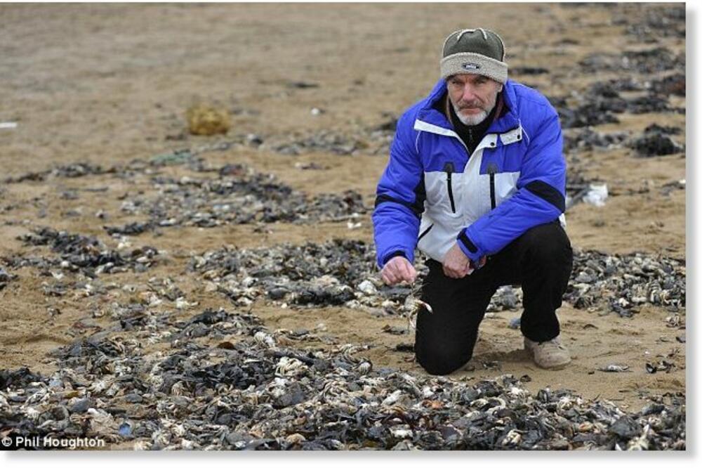 40.000 uginulih rakova, Foto: Dd