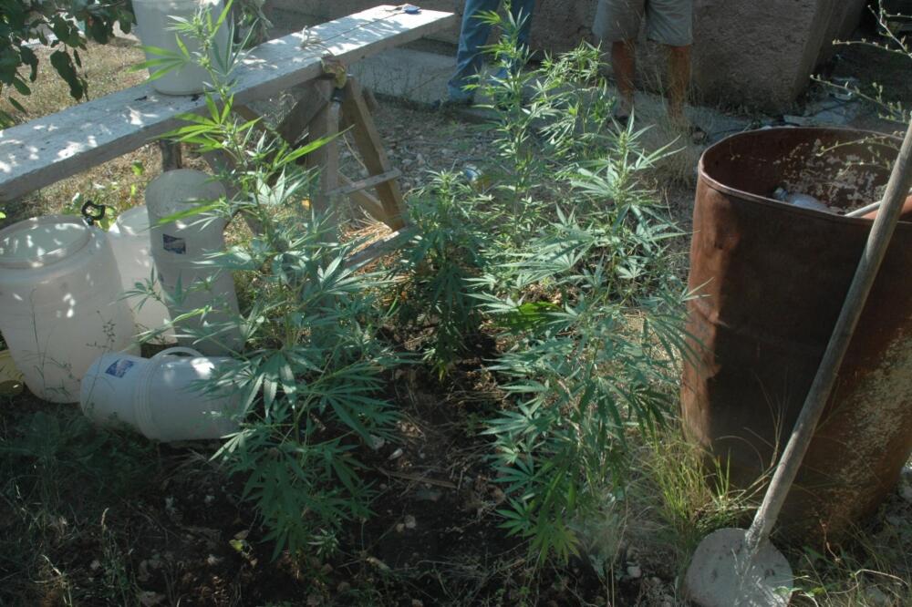 marihuana, Foto: Arhiva "Vijesti"
