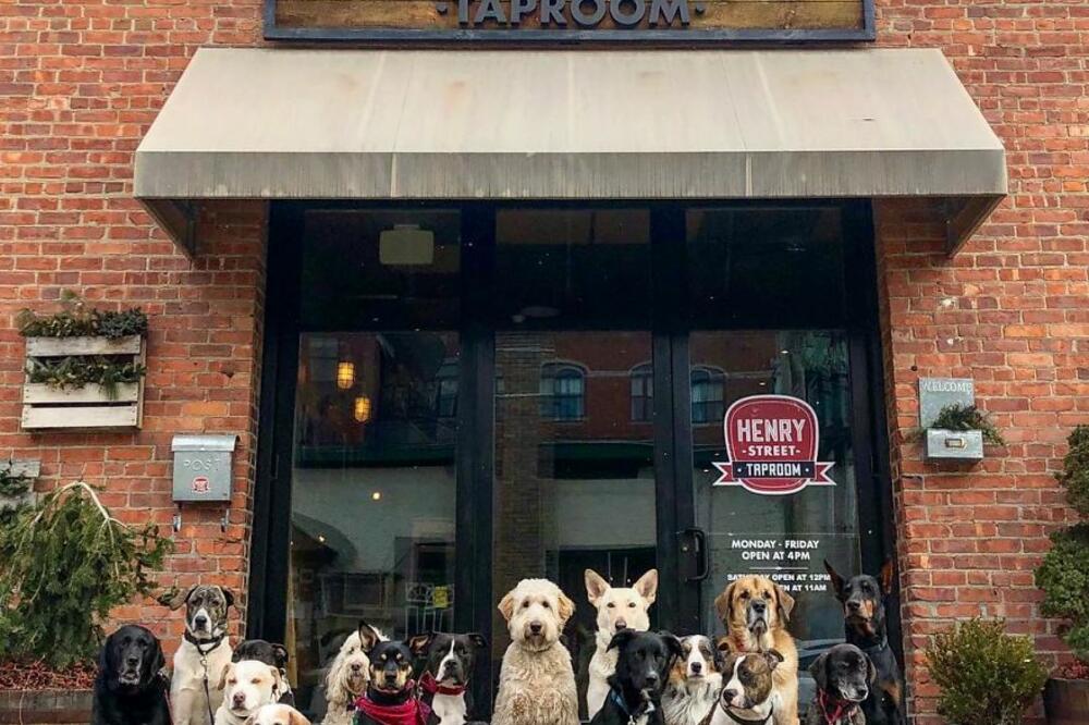 Psi u Saratogi, Foto: Saradoga Dog Walkers