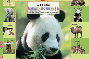 Otkrijte da li je koala medvjed i kolike su vjeverice kad se rode