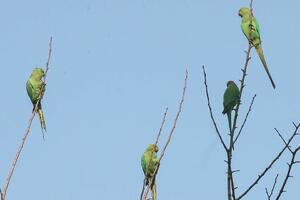 Indija: Papagaji zavisni od opijuma "pustoše" polja maka