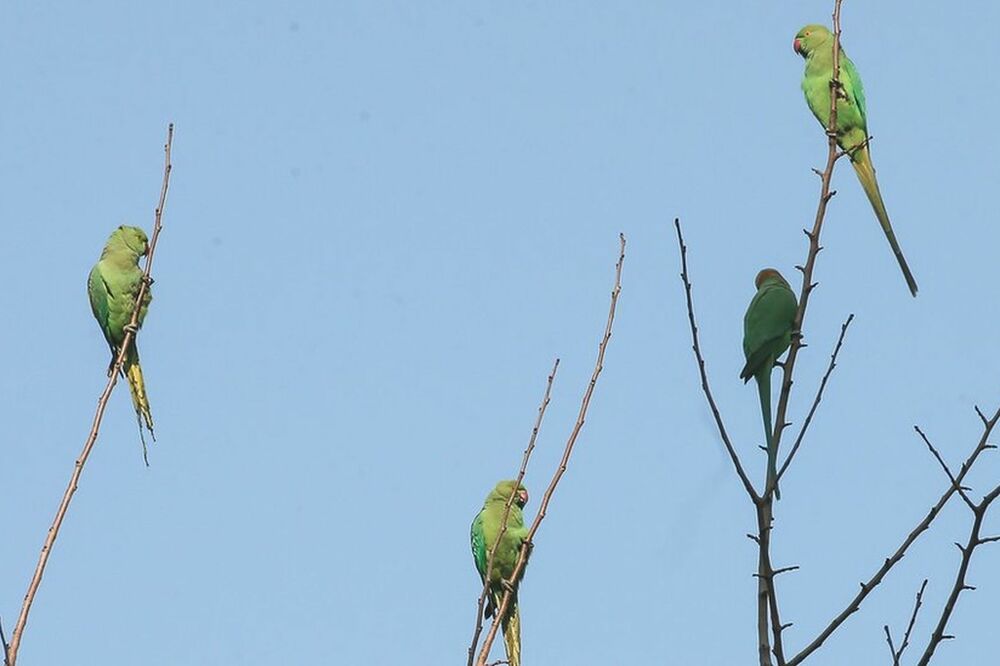 Papagaji u Indiji, Foto: BBC
