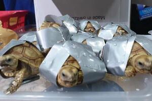 Aerodrom na Filipinima: Pokušali da prokrijumčare 1.500 kornjača -...