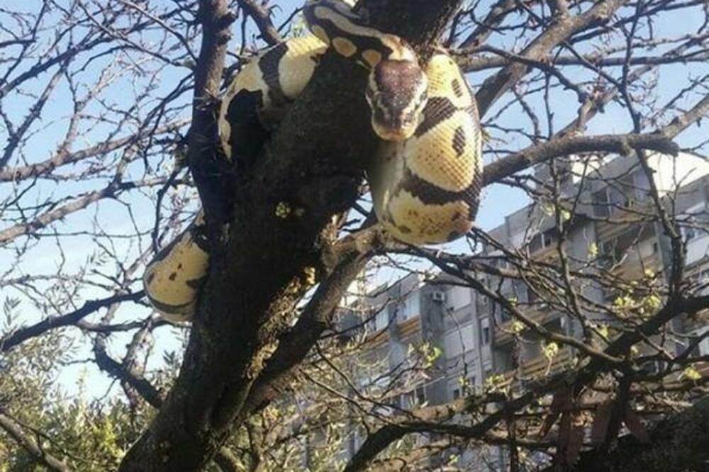 Piton pobjegao gazdi u Bloku 5