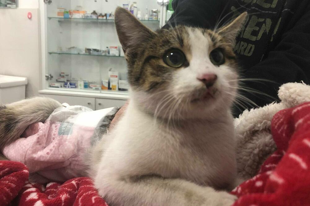 Mačka u ambulanti, Foto: Privatna arhiva