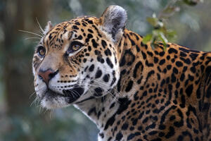 SAD: Pokušala napraviti selfi preko ograde, pa je zgrabio jaguar