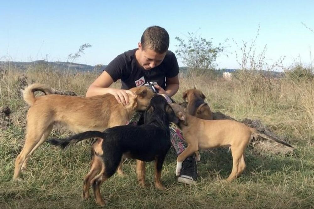 Volonteri Udruženja Beta kažu da samo u Zaječaru ima oko 1.500 napuštenih pasa, Foto: BBC