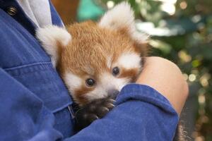 Najslađe što ćete vidjeti danas: Rođene trojke crvene pande u...