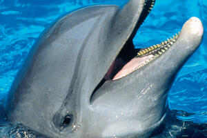 Nova Diznijeva enciklopedija