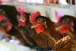 Kokoške se udružile da ubiju lisicu na farmi