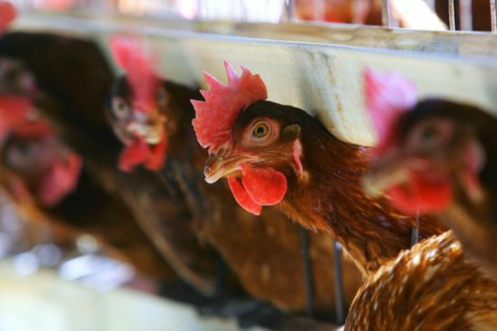 Kako navode u poljoprivrednoj školi, kokoške mogu da budu opasne kada se bore protiv slabijih životinja, Foto: Getty Images
