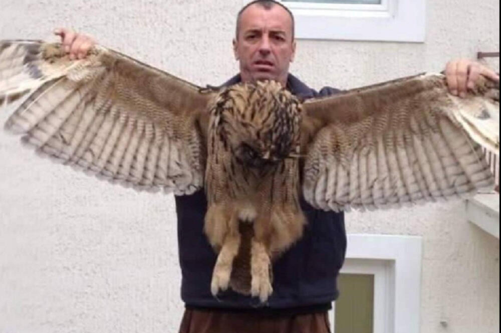 Lautašević sa sovom, velikom ušarom, Foto: Facebook