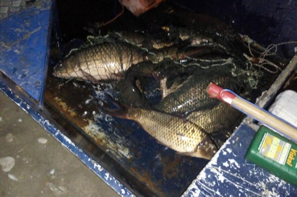 Riba vraćena u vodu, Foto: NVO Carp Security Group