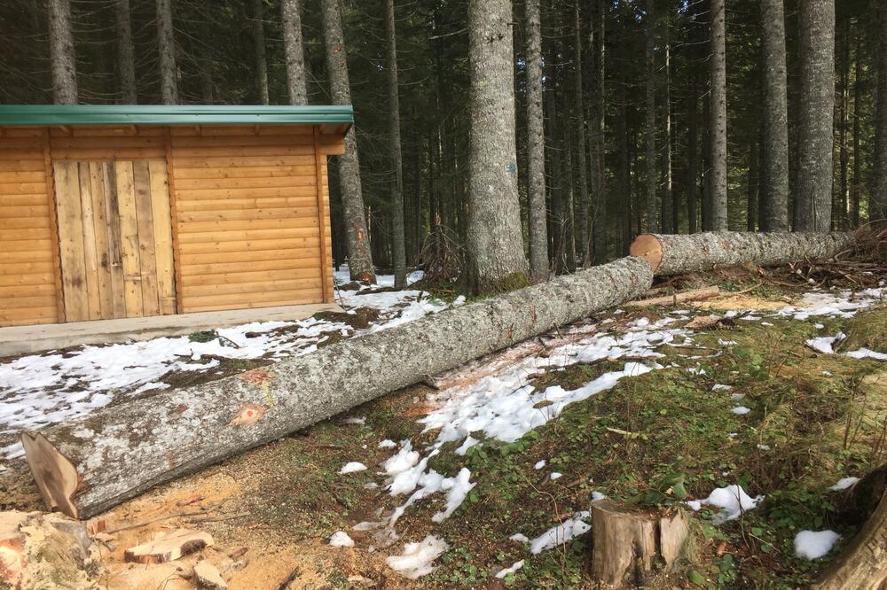 Dio posječenih stabala, Foto: Obrad Pješivac