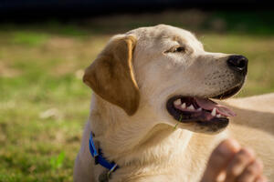 Šta je sa azilom za pse u Baru?