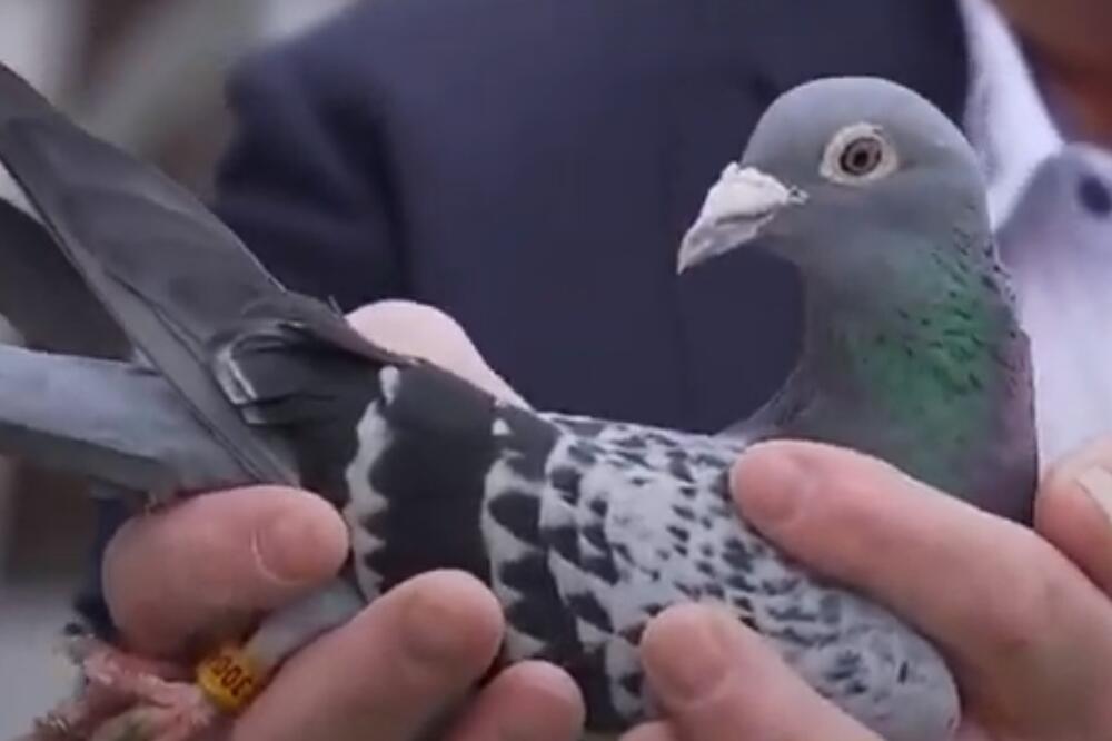 Armando, Foto: Screenshot (Youtube)