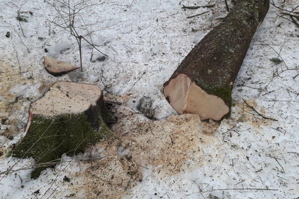 Posječeno drvo na Žabljaku, Foto: Demokrate