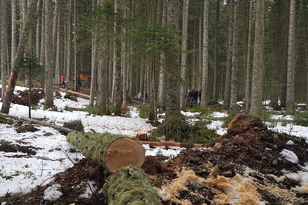 Posječena stabla, Foto: Obrad Pješivac