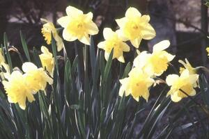 Kada stvarno počinje proljeće: Odgovor zna samo Sunce