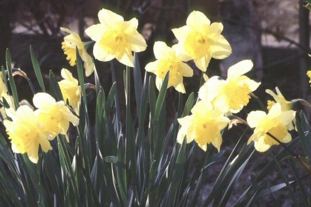 Učili smo da je to 21. mart, ali izgleda da je ipak 20., Foto: BBC