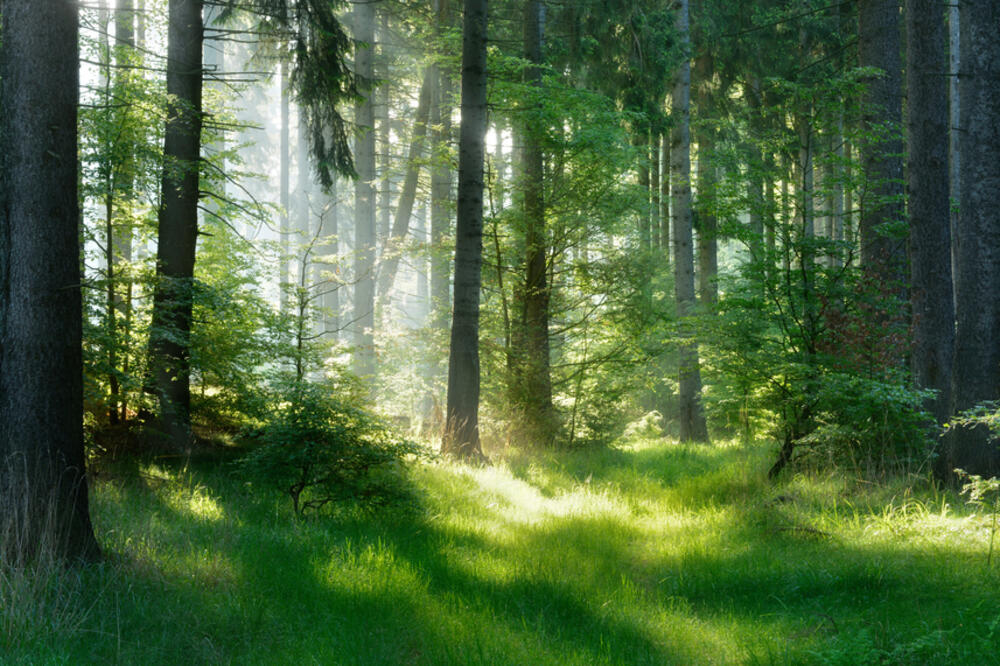 Ilustracija, Foto: Shutterstock