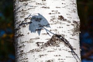 Sok od breze: Ljekovit i pomalo zaboravljen