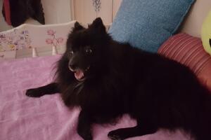 Nađen crni njemački špic