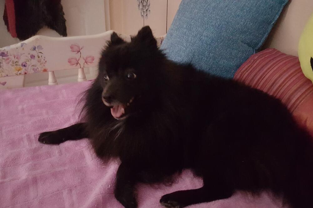 Pas Vito, Foto: Privatna arhiva