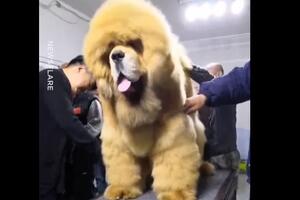 Kad šišaju velikog momka