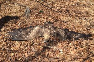 Otrovan par surih orlova: Nestalo dva odsto vrste u Crnoj Gori
