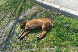 UZNEMIRUJUĆE Trovanje pasa na Marezi, stradale i domaće životinje