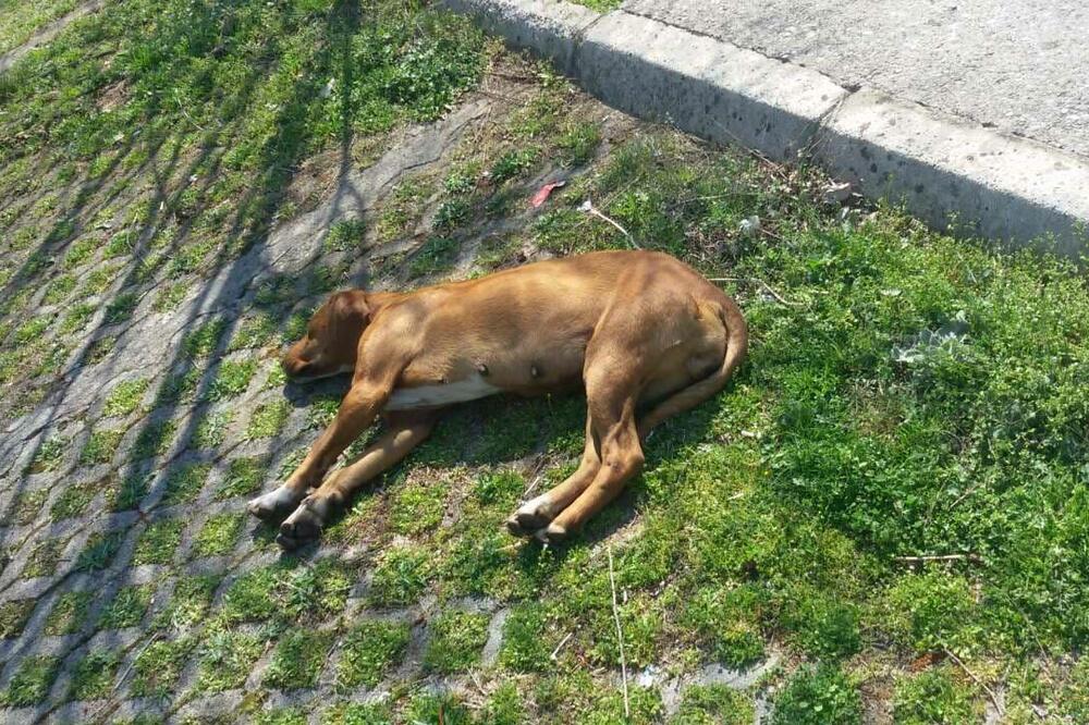 Jedan od otrovanih pasa, Foto: Prijatelji životinja Podgorica
