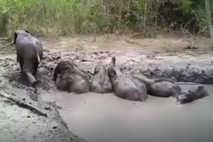 Pogledajte akciju spašavanja: Kad se slonovi zaglave u blatu