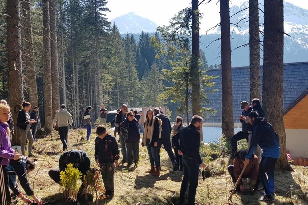 Sadnja na mjestu posječenih četinara u blizini Crnoga jezera na Durmitoru, Foto: Dane Novosel