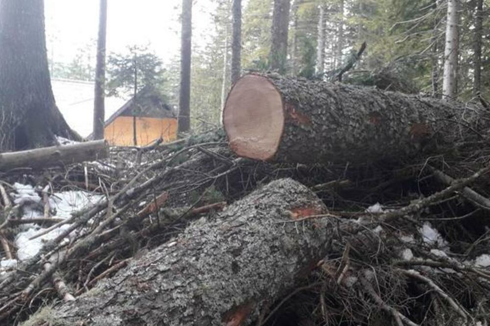 Posječena stabla u blizini Crnog jezera, Foto: Privatna arhiva