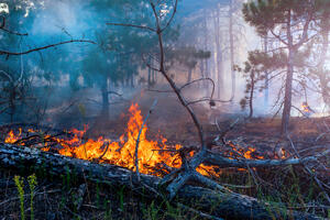 Kolašin: Vatrogasci u nekoliko sela brane kuće od vatre