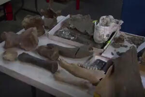 Los Anđeles: Ispod podzemne željeznice otkriveni fosili stari 600...