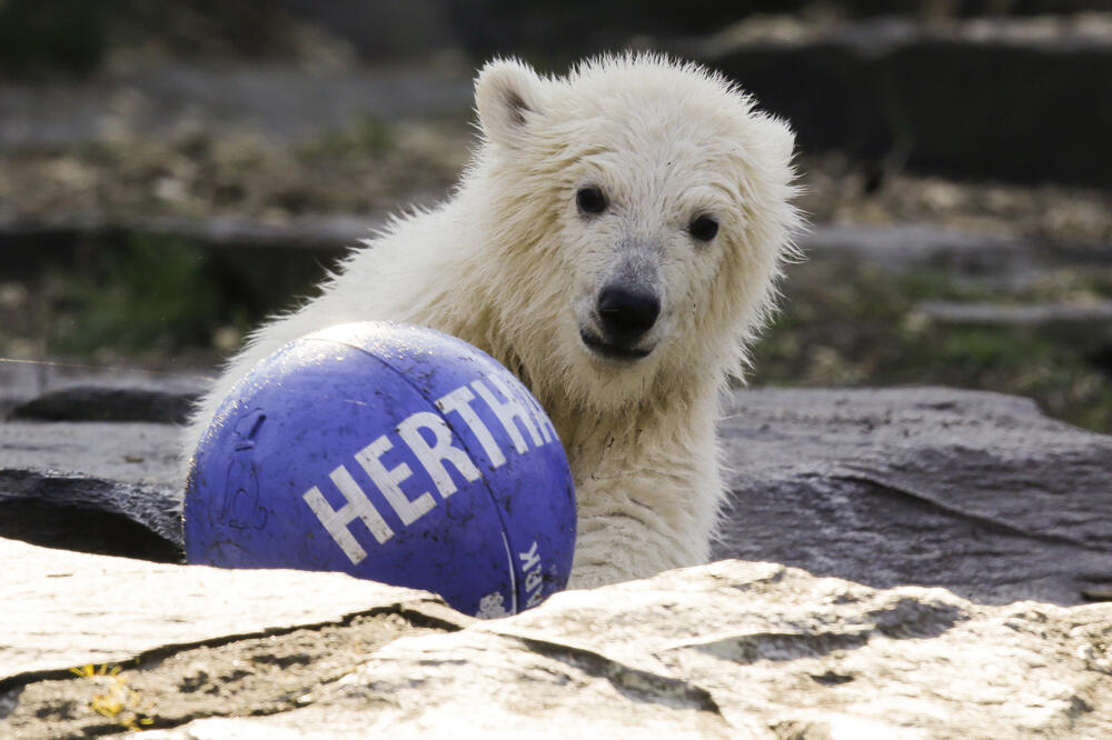 Mladunče u Berlinskom zoo vrtu, Foto: Markus Schreiber/AP