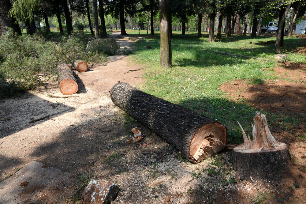 Posječeno drveće u parku na Kruševcu, Foto: Boris Pejović
