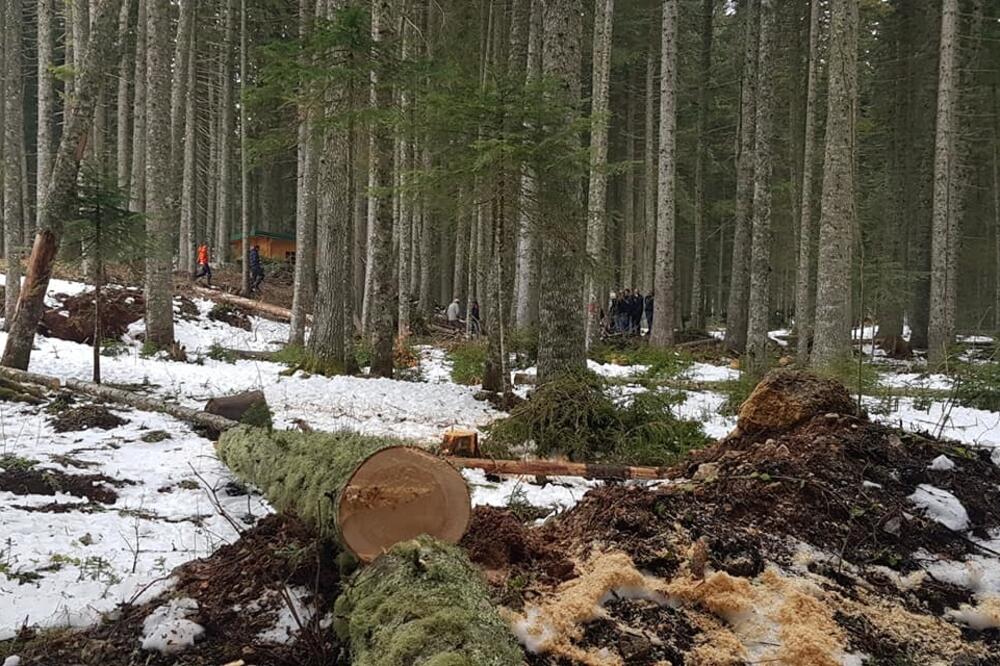 Nastaviće borbu protiv sječe, Foto: Privatna arhiva